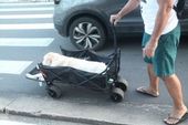 Tratamento adequado com cão idoso. 
