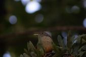 Sabiá laranjeira em São Paulo 