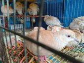 Proibição uso animal em testes cosméticos 