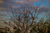 Cena rural amanhecer inverno galinhas 