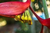 Planta bico de papagaio 
