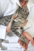 9 de setembro Dia do Médico Veterinário 