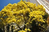 Árvore de Ipê amarelo 
