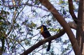 Tucano bico verde 