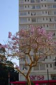 Ipê rosa em São Paulo 