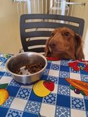 Cachorro sentado em cadeira 