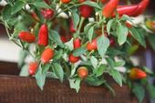 Planta de pimenta vermelha 