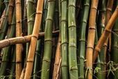 Floresta de bambu em Marília 