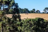 Plantio milho em área de araucária no PR 