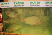 GUIDO JR./Fotoarena Abertura da 75a. Expoagro em Maceió