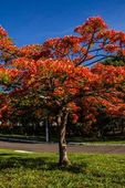Alf Ribeiro/Fotoarena Árvore flamboyant em praça de Marília