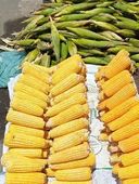 Espigas de milho verde 