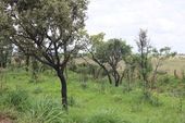 Vegetação de cerrado em Patrocínio 