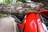 Rajada de vento derruba árvore em carro 