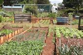 Produção de 140 T em hortas comunitárias 
