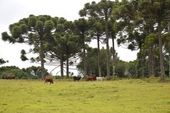 Gado pastando em área com araucárias 