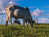 Bovinos em área de pastagem em Marília 