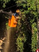 Manejo de arborização urbana em Marília 