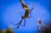 Aranha tecedeira de seda dourada 