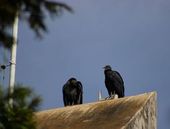 Urubus em telhado de imóvel 