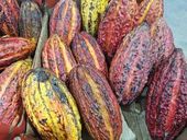 Fruta cacau em prateleira de mercado 