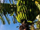 Cacho de bananas verdes 