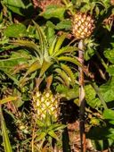 Fruto de abacaxizinho do cerrado 