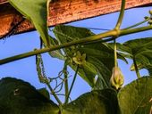 Plantação de chuchu 