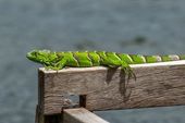 Iguana repousa de madeira 