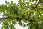 Iguana verde em galho de árvore 