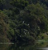 Garças brancas sobrevoam Rio Pinheiros 