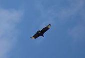 Urubu preto voando sob céu nublado 