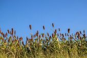 Plantação de sorgo granífero 