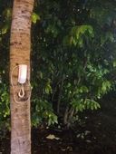 Aparelho telefônico em tronco de árvore 