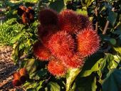 Cultivo de urucum 