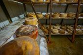 Queijos maturação Almeida Guimaraes 