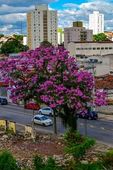 Obras duplicação viaria supressão arborea 