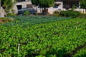 Hortas verduras legumes organico urbano 