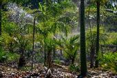 Viveiro mudas WA Portela Ambiental irriga 