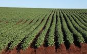 Plantação de batata em Campo Mourão 