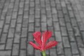 Flor de hibisco vermelho 