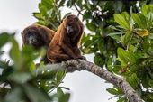 Animais no município de Araioses 