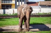 Elefante Sandro será transferido para MT 