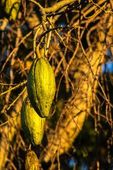 Frutos verdes em paineira branca 