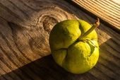 Fruto da maçã elefante 