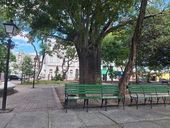 Árvore Baobá em Fortaleza 