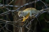 Macaco de Cheiro 
