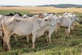 Pecuária corte com rebanho Zebu e Nelore 