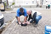 Campinas registra caso de raiva em gato 