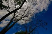 Arvores inverno Jardim Apolo arborização 